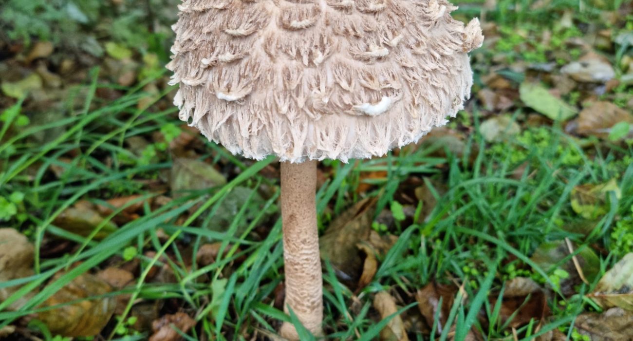 wynajem domku na Mazurach