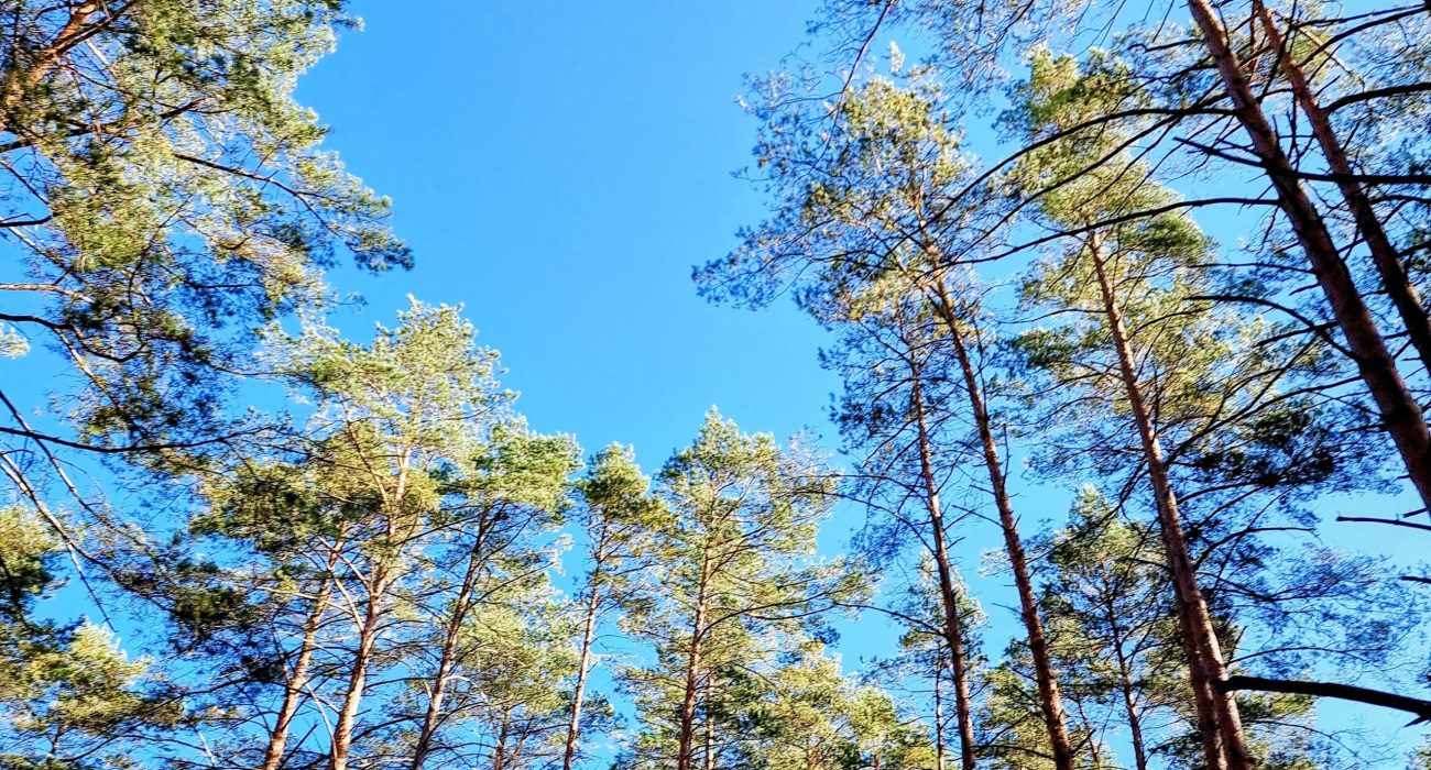 wynajem domku w lesie na Mazurach