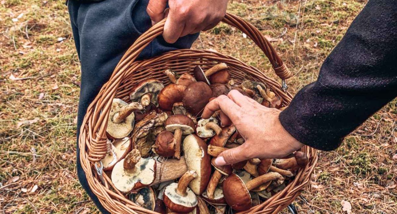 wynajem domku na Mazurach
