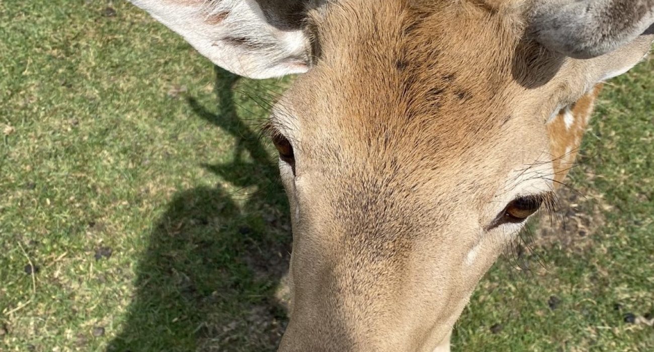 IMG-e002878cdff2b614fbc0504ecf10a724-V