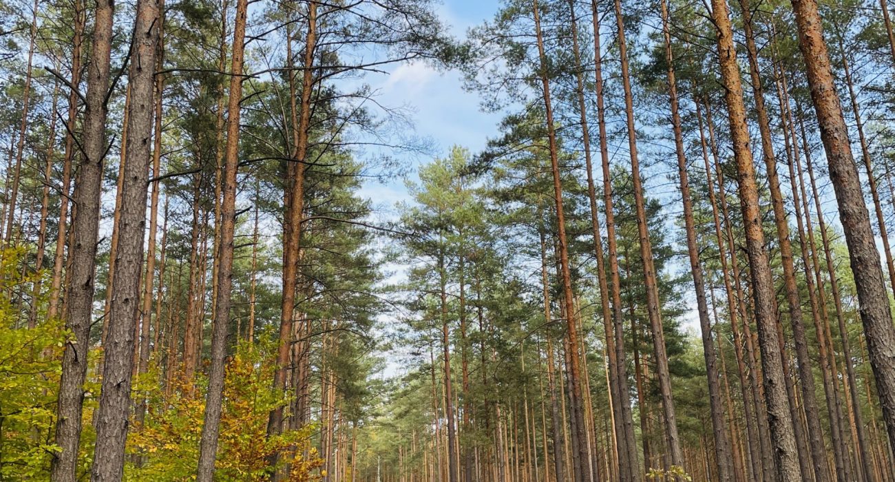 wynajem domku w lesie na Mazurach