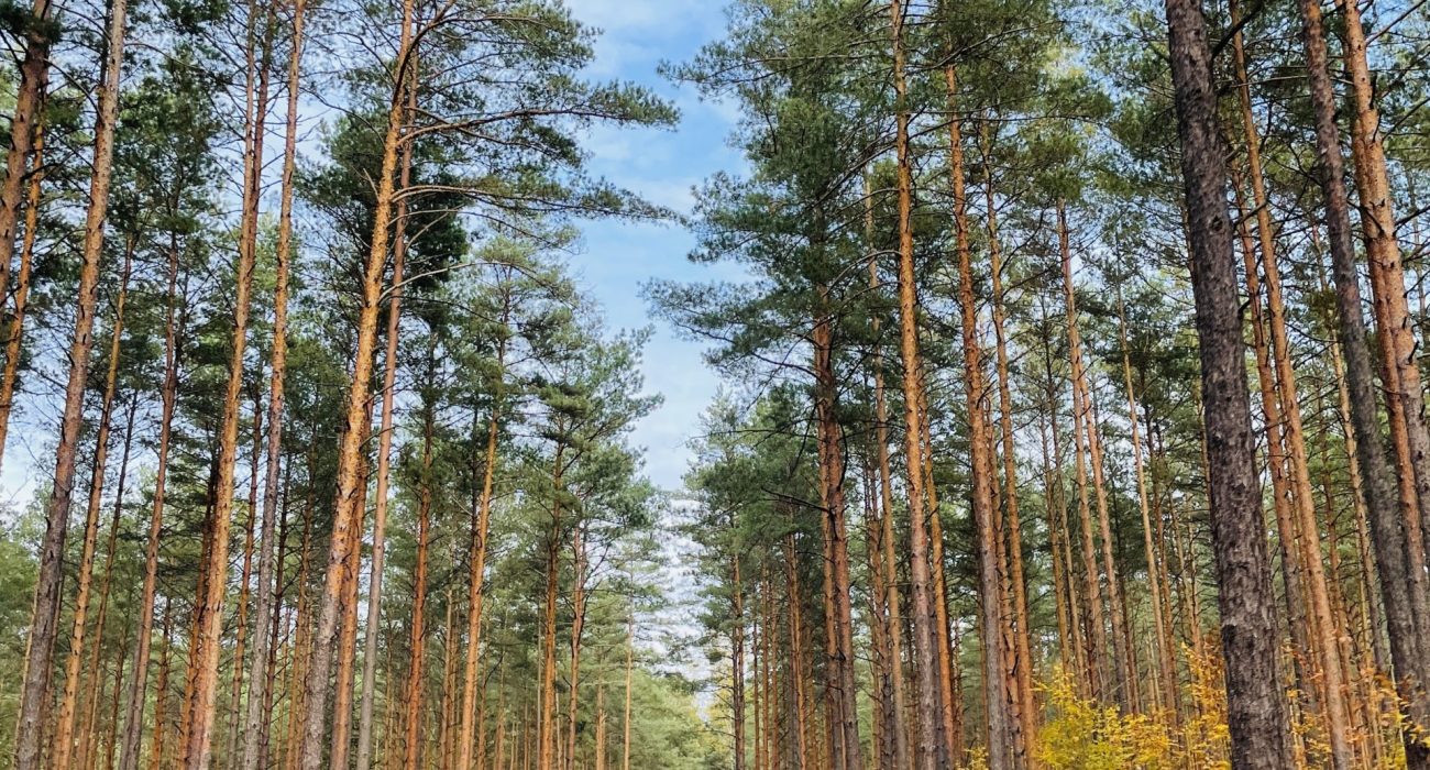 wynajem domku w lesie na Mazurach