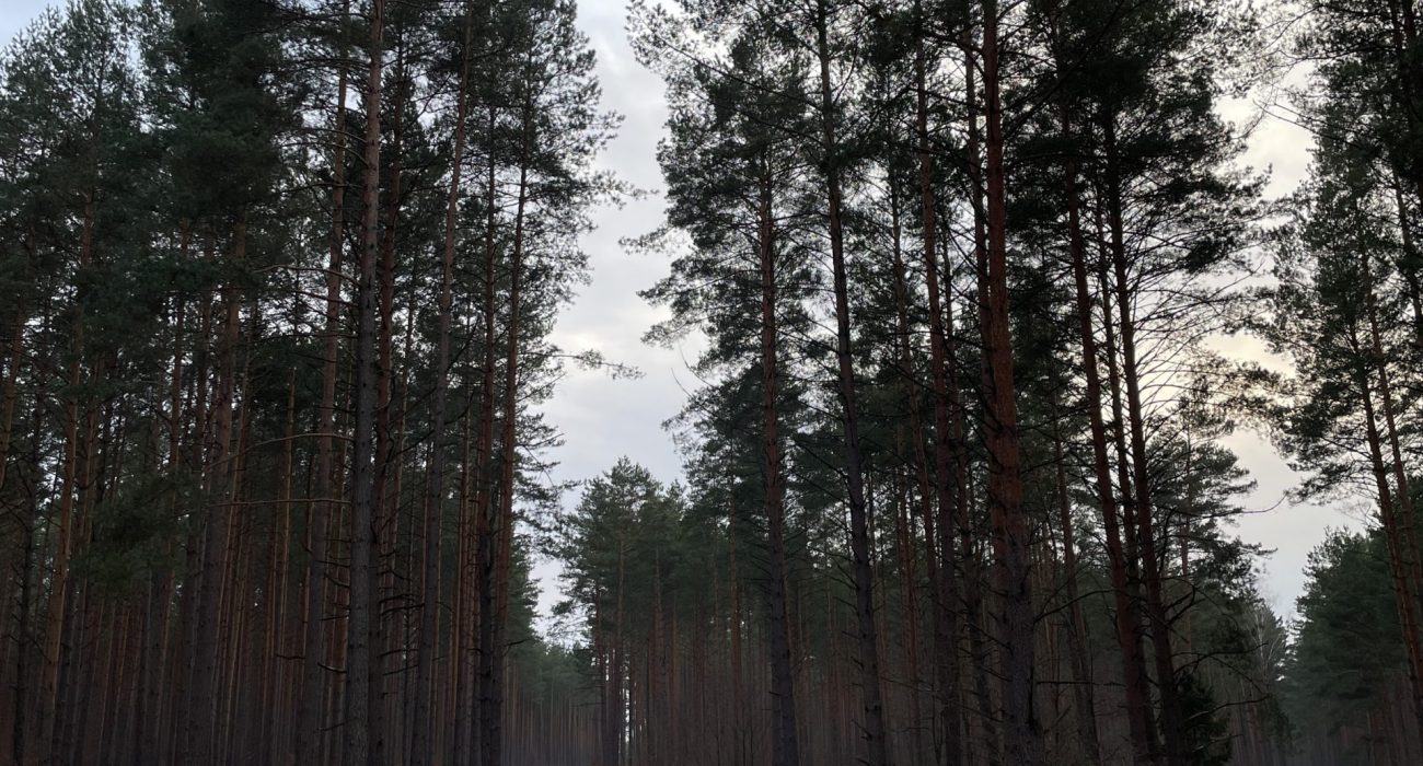 wynajem domku w lesie na Mazurach